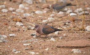 Laughing Dove