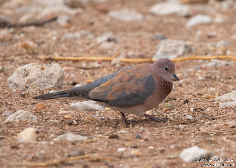 Laughing Doveadult