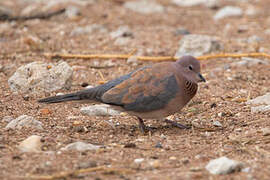 Laughing Dove