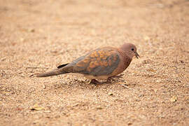 Laughing Dove