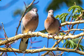 Laughing Dove