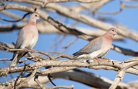 Laughing Dove