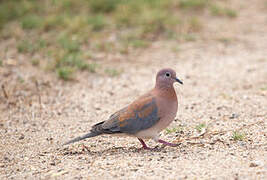 Laughing Dove