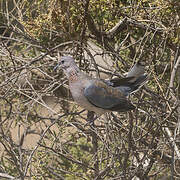 Laughing Dove