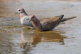 Laughing Dove