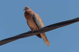 Laughing Dove