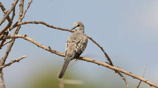 Namaqua Dove