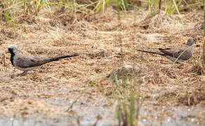 Namaqua Dove