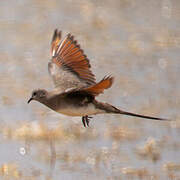 Namaqua Dove