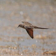 Namaqua Dove