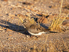 Namaqua Dove