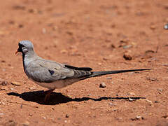 Namaqua Dove