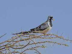 Namaqua Dove