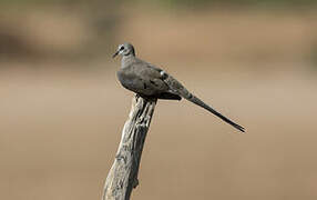 Namaqua Dove