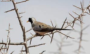 Namaqua Dove