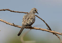 Namaqua Dove