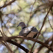 Mourning Collared Dove