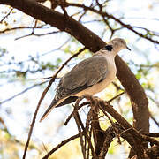 Mourning Collared Dove