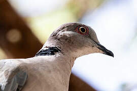 Mourning Collared Dove