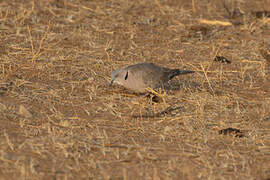 Mourning Collared Dove