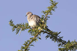 Mourning Collared Dove