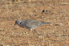 Mourning Collared Dove