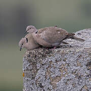 Eurasian Collared Dove