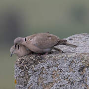 Eurasian Collared Dove