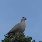 Eurasian Collared Dove