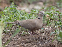 Eurasian Collared Dove