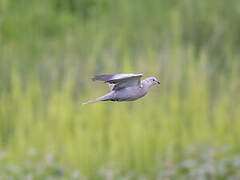 Eurasian Collared Dove