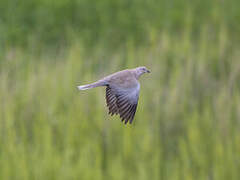 Eurasian Collared Dove