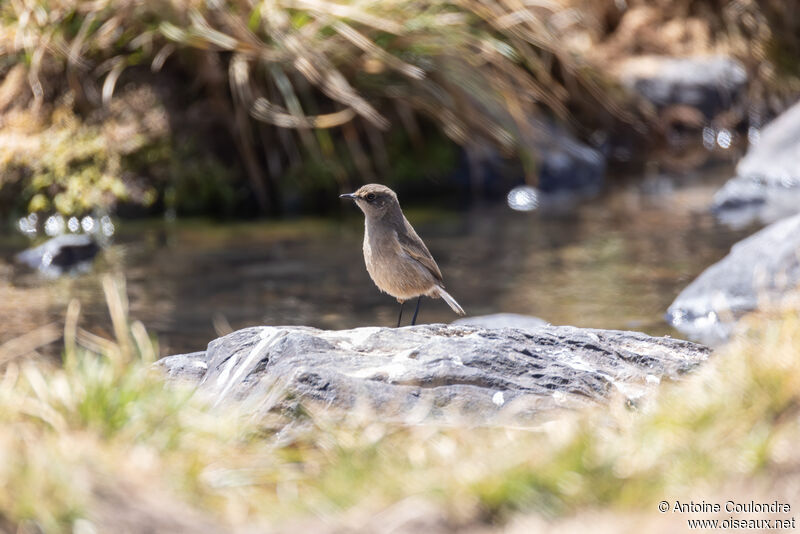 Traquet afroalpinadulte