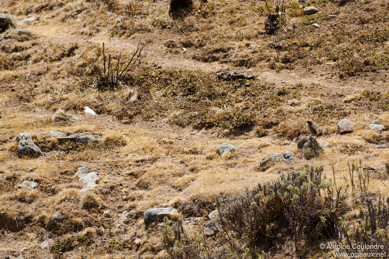 Traquet afroalpin, habitat