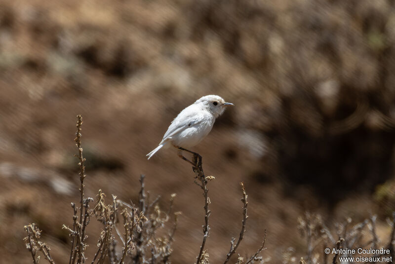 Traquet afroalpinadulte