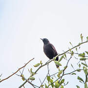 Anteater Chat