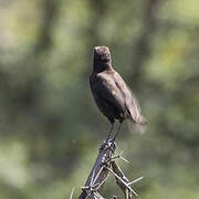 Anteater Chat