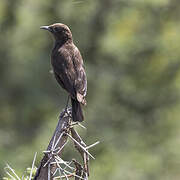 Anteater Chat