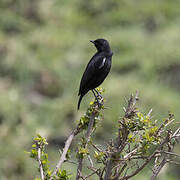 Sooty Chat