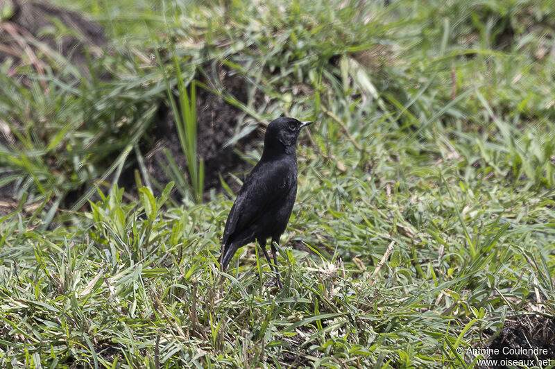 Sooty Chat male adult breeding