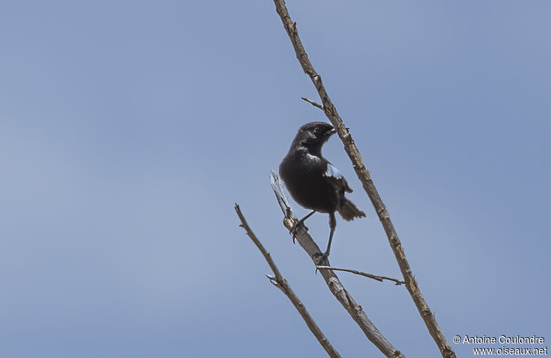 Sooty Chat male adult breeding