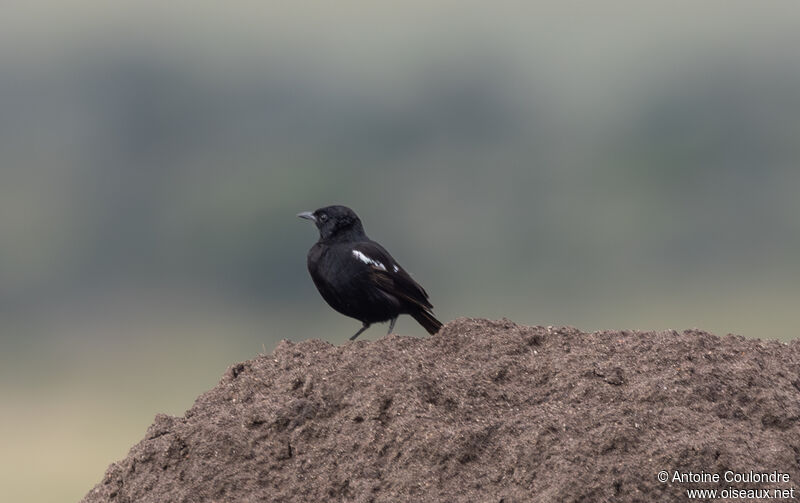 Sooty Chat male adult breeding