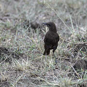 Sooty Chat