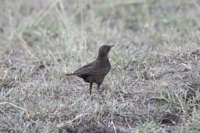 Sooty Chat female adult breeding