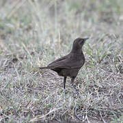 Sooty Chat