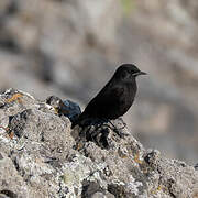 Rüppell's Black Chat