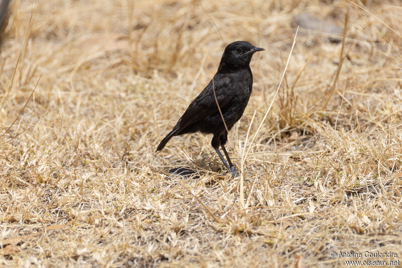 Rüppell's Black Chatadult