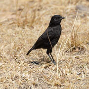 Rüppell's Black Chat