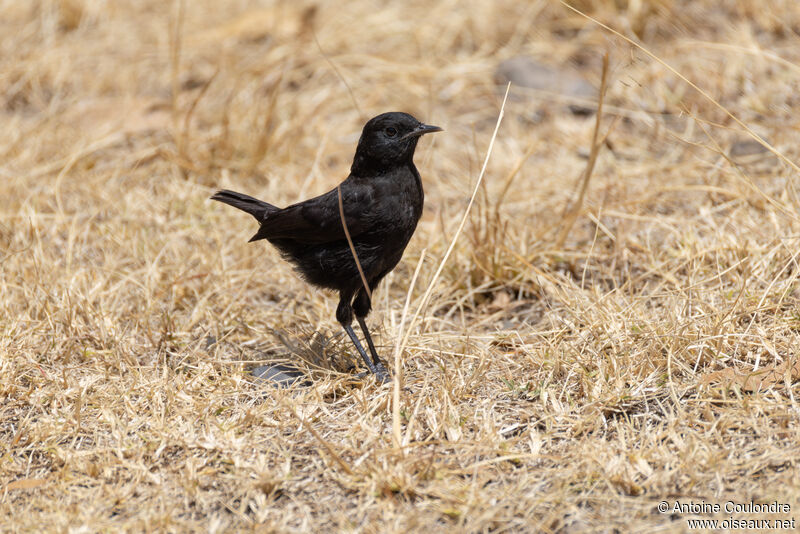 Rüppell's Black Chatadult