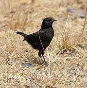 Rüppell's Black Chat